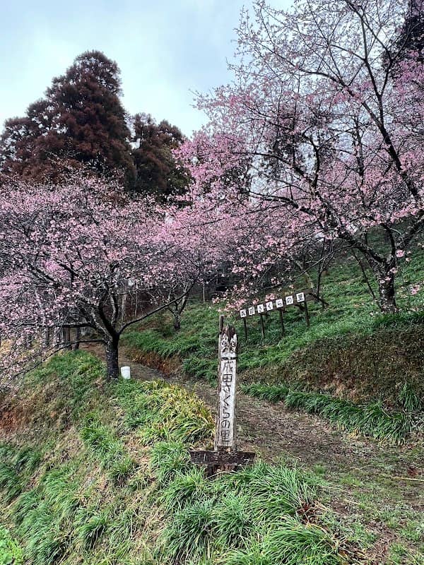 Narita Cherry Wood - Image 1
