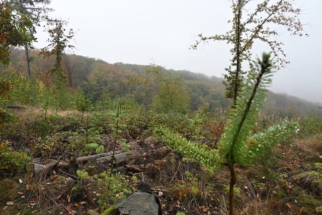 Hopfenberg - Image 1