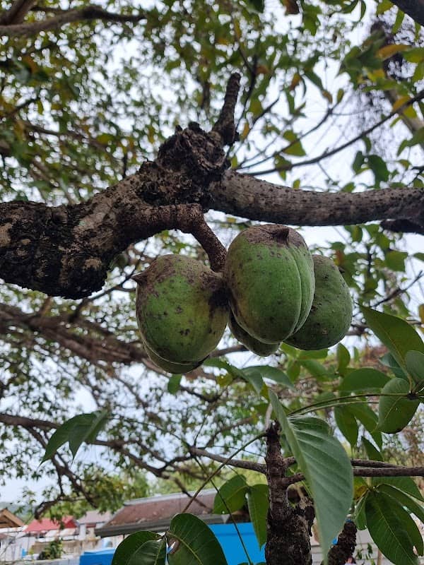 Sterculia foetida, kalumpang tree - Image 1