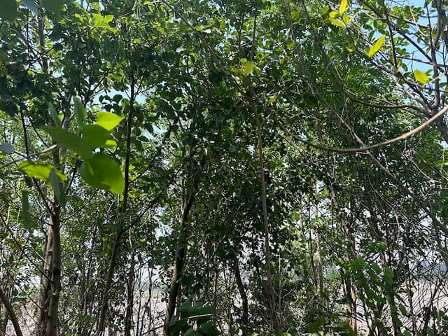 Guru Nanak Sacred Forest - Madhepur - Image 1
