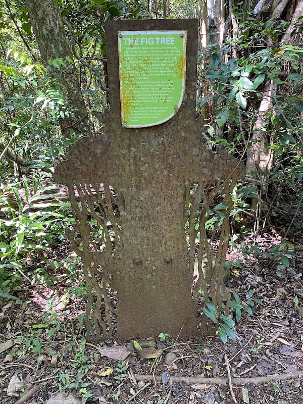 The Fig Tree - Airlie Creek Trail - Image 1