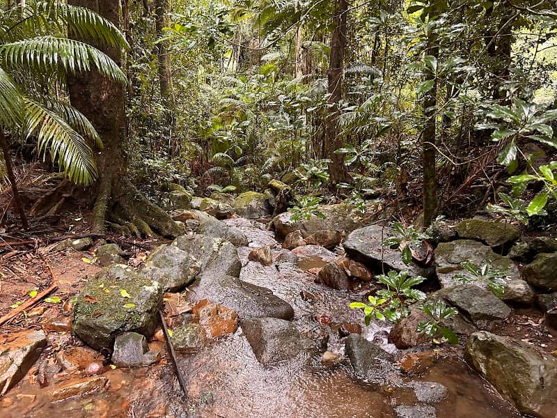 Lyrebird track - Image 1