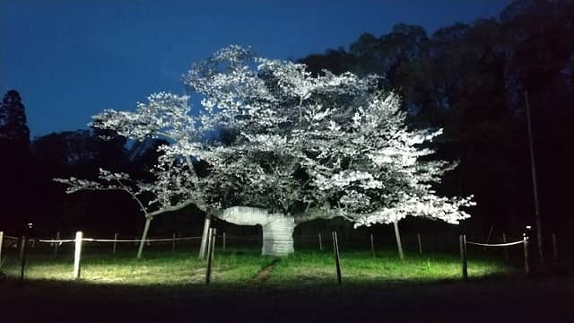 下大津のサクラ - Image 1