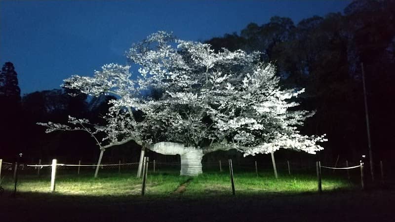 下大津のサクラ - Image 1