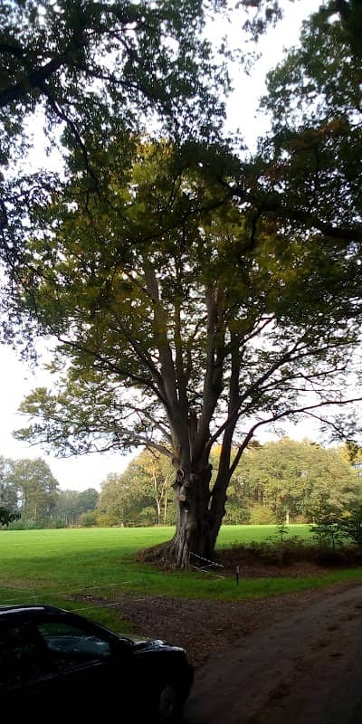 Beukenboom - Image 1