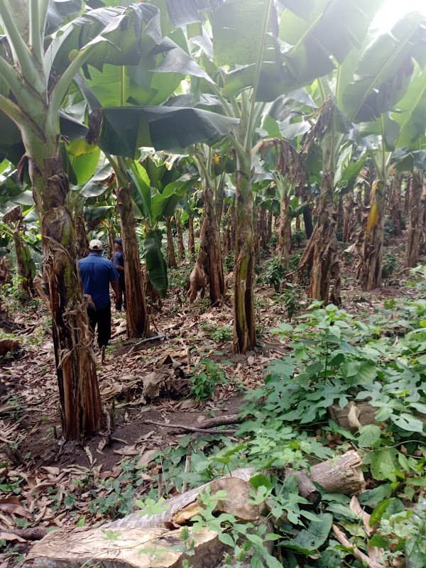 Finca Anna Elizabeth - Image 1