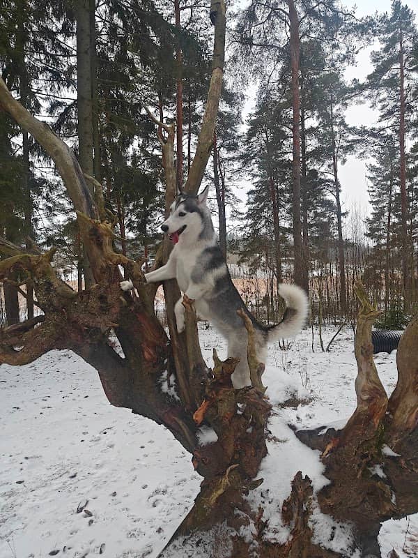 Maskun koirapuisto - Image 1