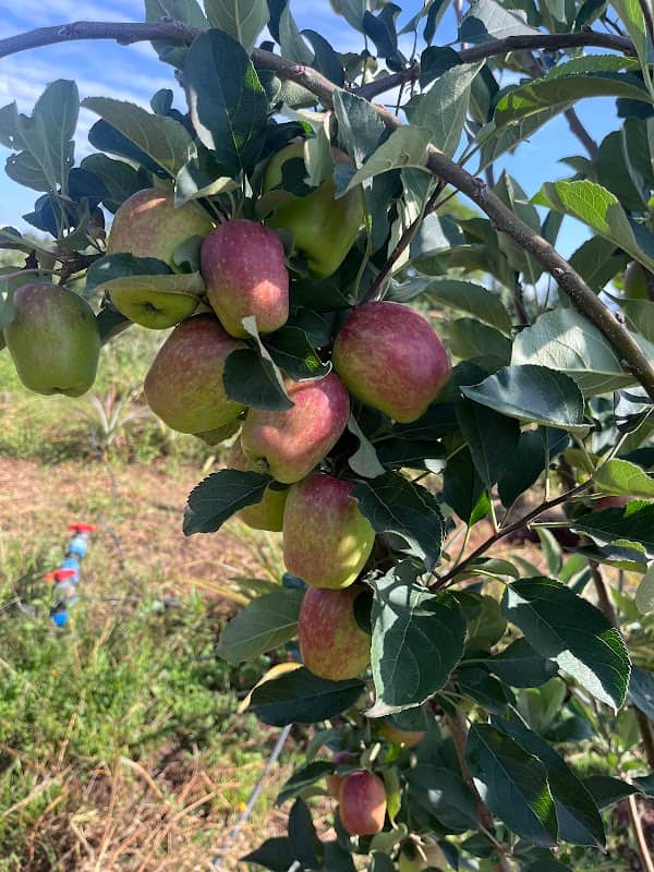 Chellah’s Grape Haven - Image 1