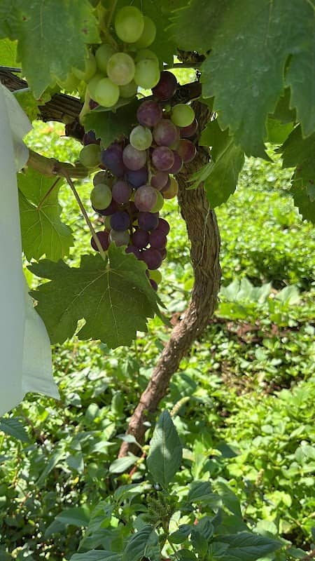 Chellah’s Grape Haven - Image 2