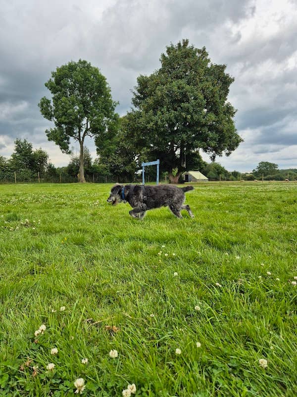 The Oak Leaf Dog Park - Image 2