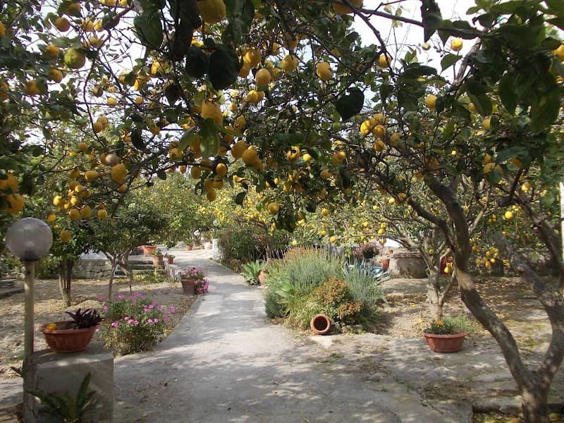 Limoneto Garden - Image 1
