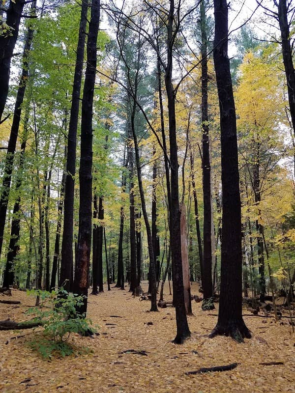 Bellamy Park - Image 1