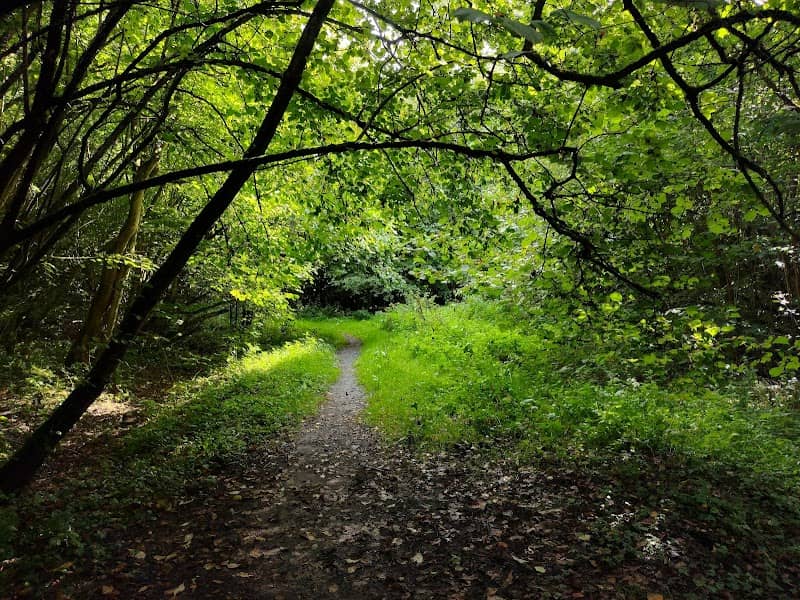Bedumer bos - Image 1