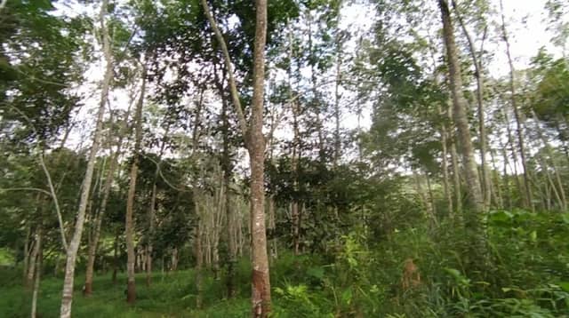 RUBBER TREE "ARA" - Image 1