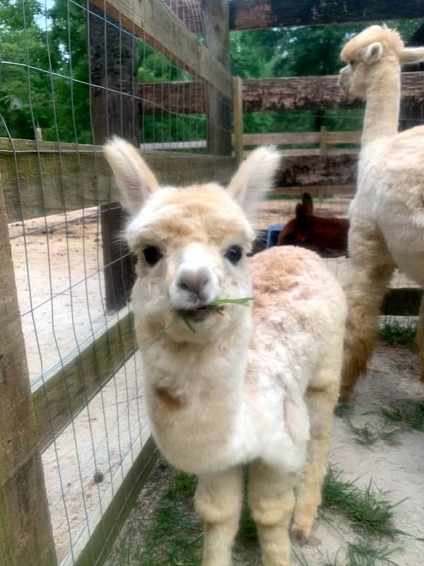 L & R Alpaca Haven Farm - Image 1