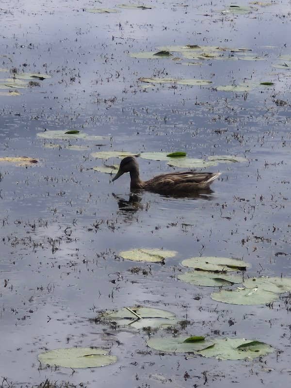 Tour d'observation du lac Boivin - Image 2