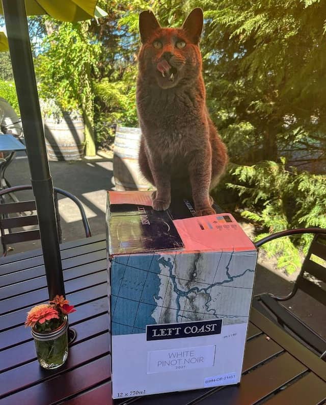 Jaws the Winery Cat - Image 1