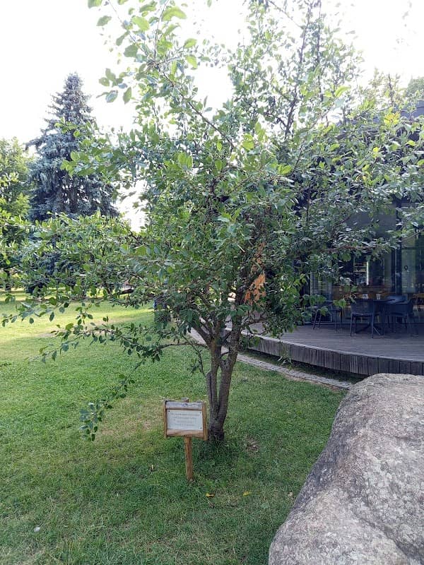 Hujerova švestka - Image 1