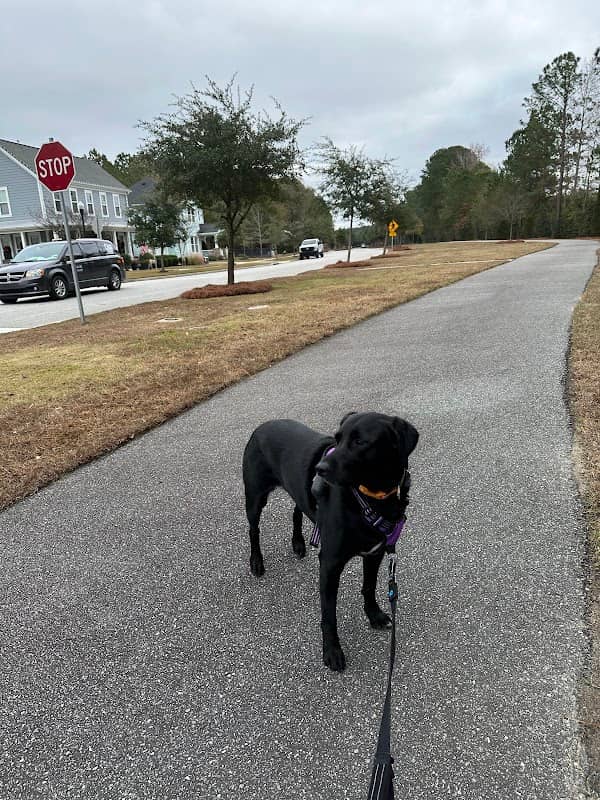 Bone Yard Dog Park - Image 2