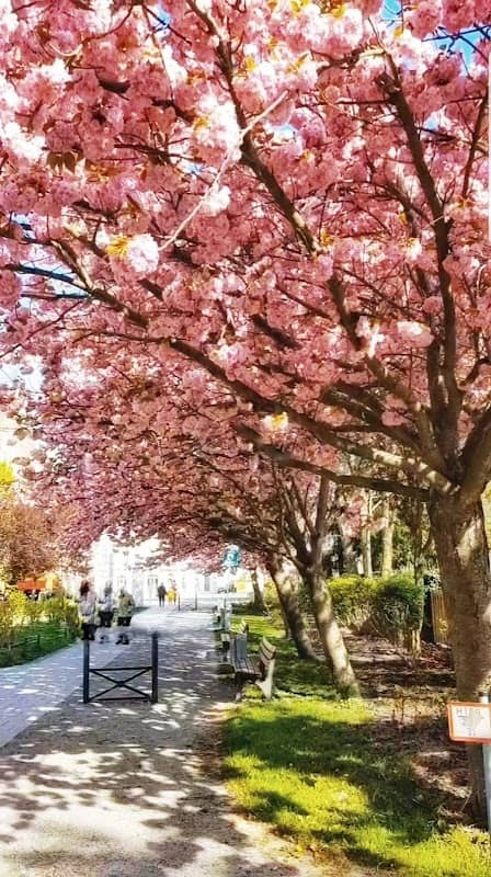 Kirschblüten Nuthepark - Image 1