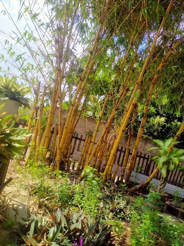 Bok kuning - Image 1