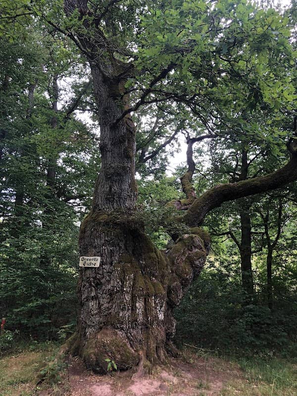 Doppelte Eiche - Image 1