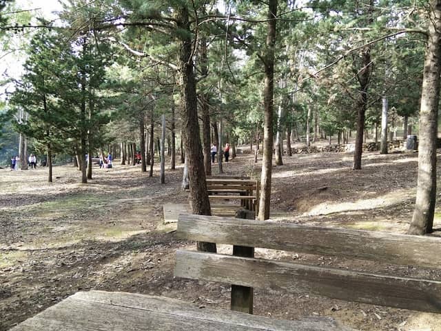 Bosco di Scorace - Image 1