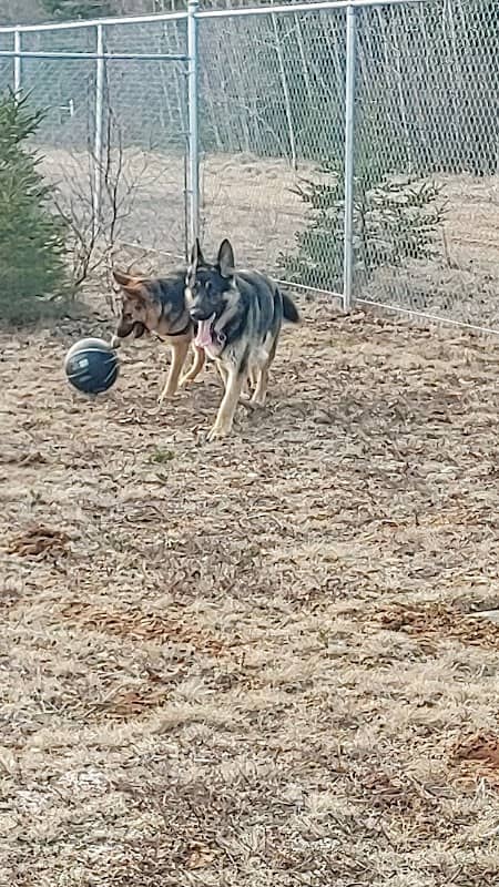 Elsie's off-leash dog park - Image 2