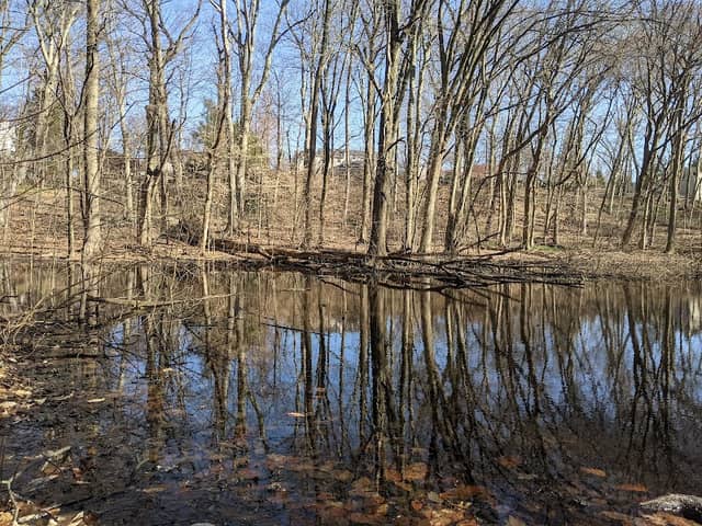 Borg's Woods Nature Preserve - Image 3