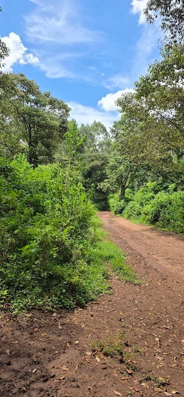 DAGORETTI FOREST - Image 1
