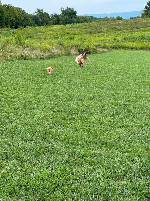 Coyner Springs Dog Park - Image 1