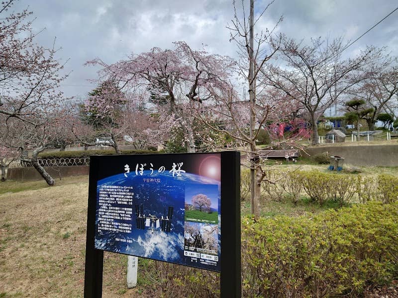 きぼうの桜(宇宙桜) - Image 1