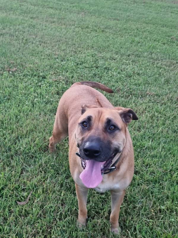 Mareeba Fenced Dog Park - Image 1