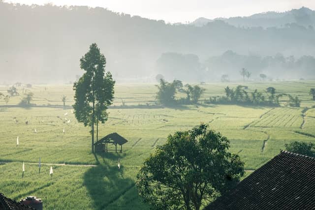 View Sawah Nangkod - Image 1