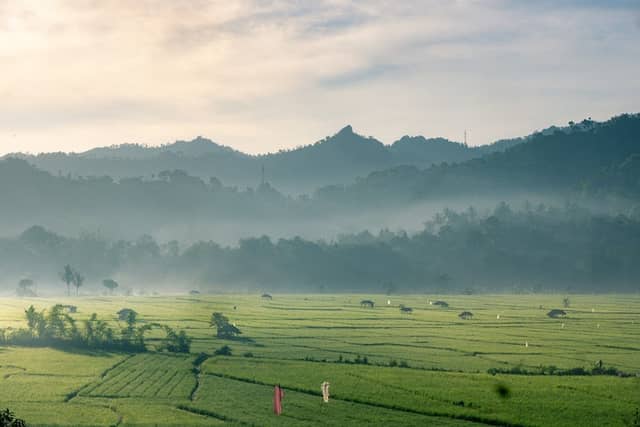 View Sawah Nangkod - Image 2