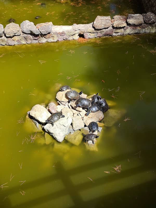 Bassin aux tortues - Image 1
