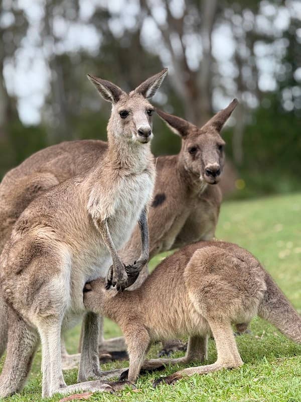 Wyee Point Reserve - Image 1