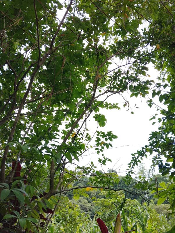 Eldeniya Green Forest - Image 1