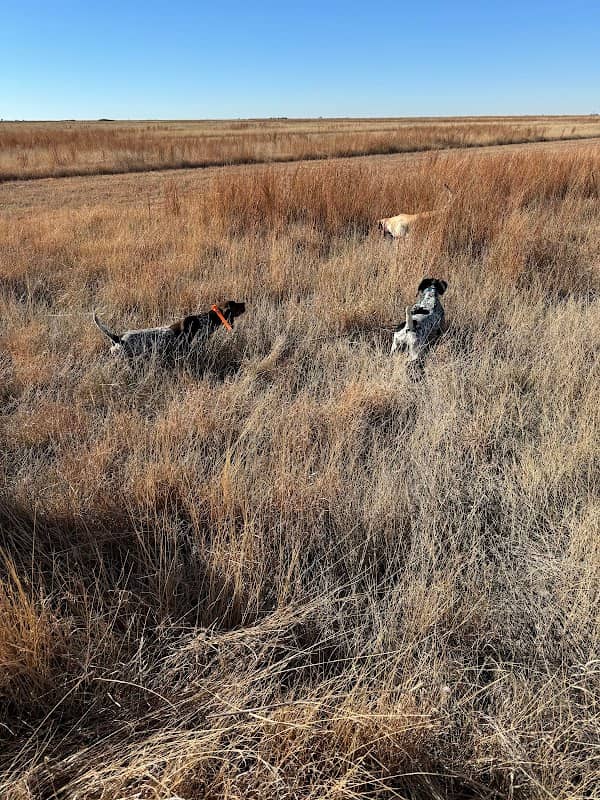 Hunt Golden Prairie - Image 1