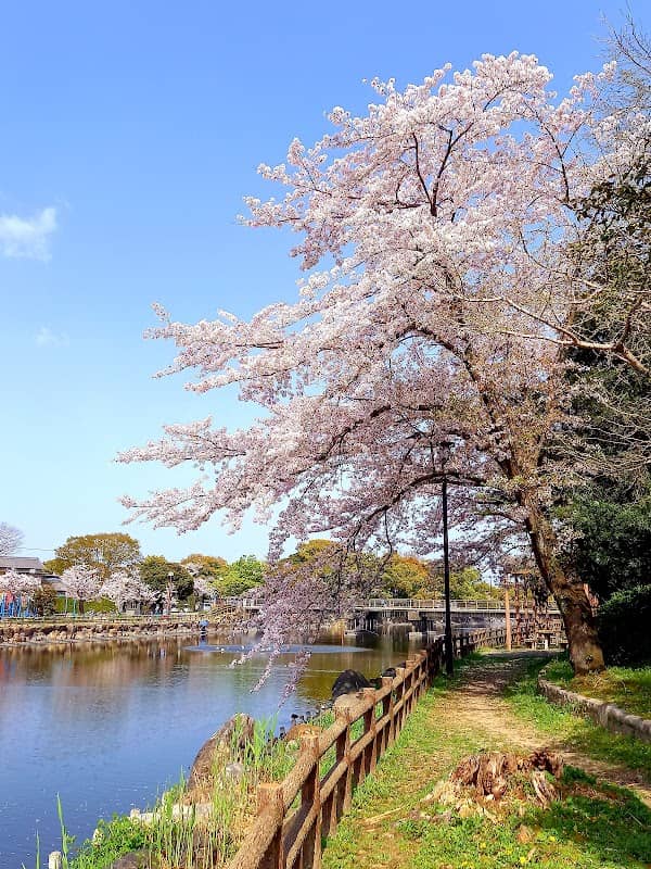 Asaiyama Park - Image 1