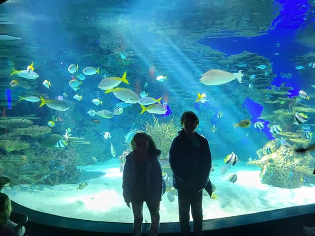 Ripley's Aquarium of the Smokies - Image 2