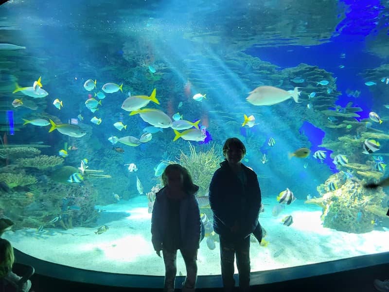 Ripley's Aquarium of the Smokies - Image 2