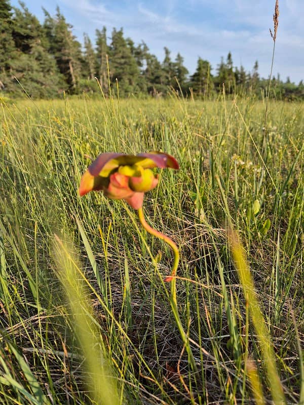 Bog Trailhead - Image 2