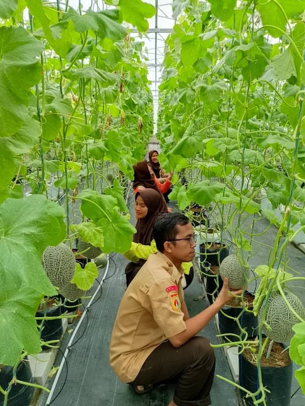 Wisata Petik Melon Kebocoran - Image 1
