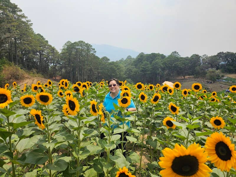 Finca de girasoles La Sabana - Image 1