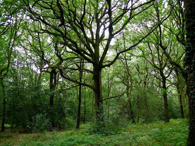 Clowes Wood Nature Reserve - Image 2