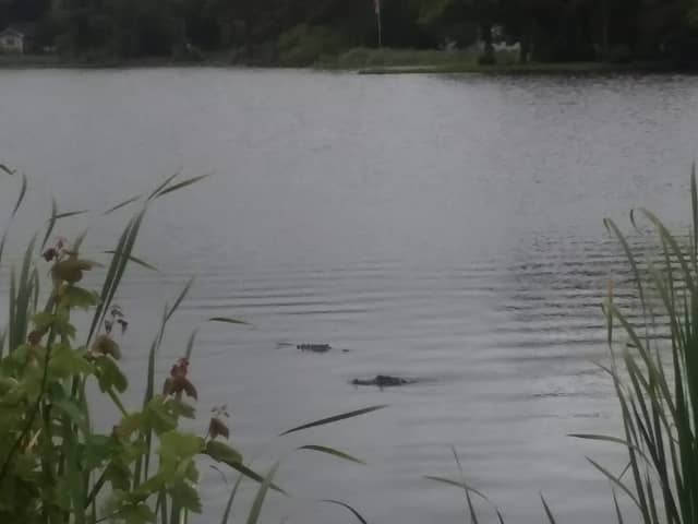 Carl Bazemore Bird Walk - Image 3
