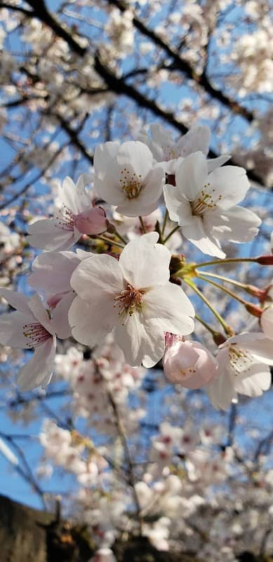 中宮平和ロード - Image 2