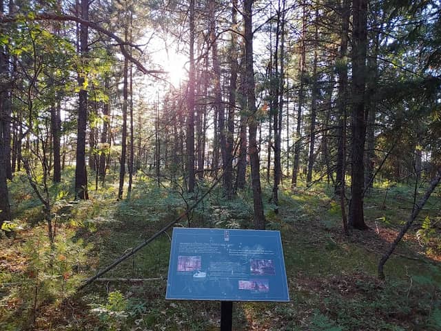 W.J. Beal Tree Plantation - Image 3