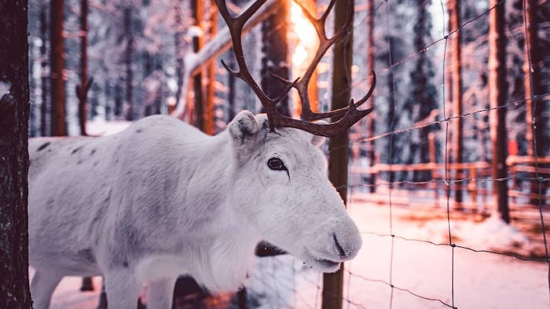 Santa's Pets - Image 1